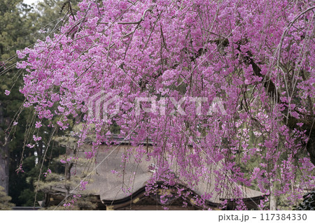 枝垂桜 117384330