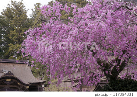 枝垂桜 枝垂桜 117384331