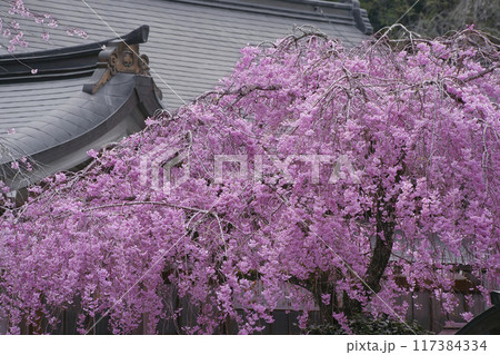 枝垂桜 枝垂桜 117384334