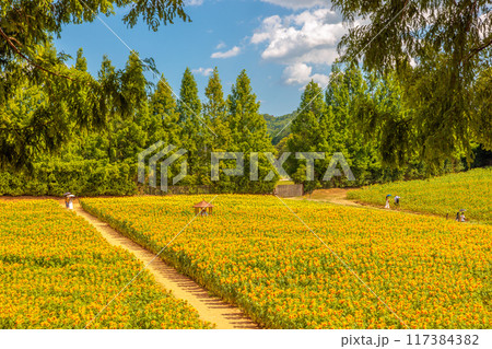ひまわり畑(世羅高原農場 ,広島県世羅郡世羅町) 117384382