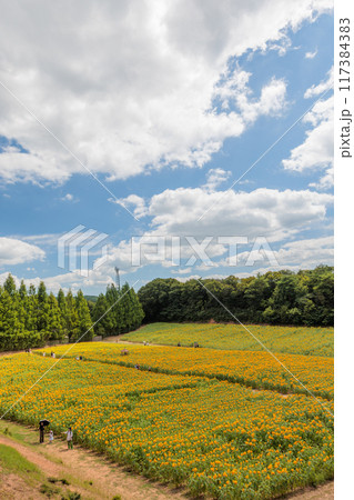 ひまわり畑(世羅高原農場 ,広島県世羅郡世羅町) 117384383