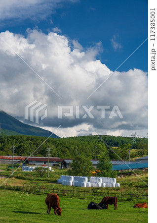 長門牧場の夏景色 放牧 ジャージー牛 長門牧場の夏景色 放牧 ジャージー牛 117385001