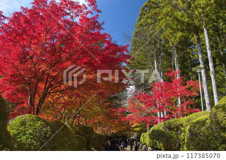 高野山の秋 高野山の秋 117385070