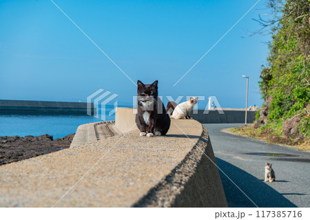 加唐島の猫と海 117385716