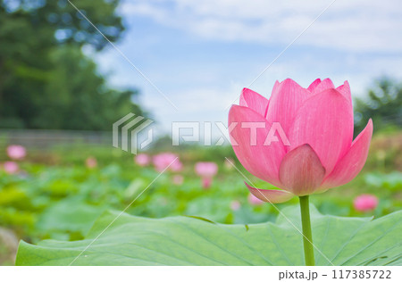 ピンクの蓮の花と青空 117385722