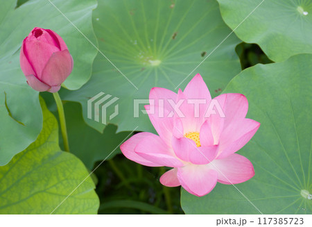 ピンクの蓮の花のアップ 117385723