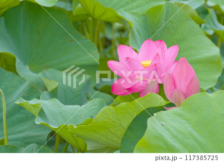 ピンクの蓮の花のアップ3 117385725