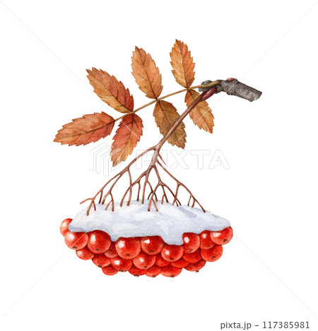 Rowanberry branch with red berries covered with snow. Watercolor illustration. Hand drawn winter time rowan berry bunch element isolated on white background 117385981