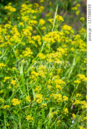 キレハイヌガラシの花畑 キレハイヌガラシの花畑 117386039