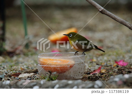 庭に飛んで来た鳥　メジロ、 117386119