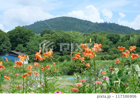 里山に咲くオニユリ 117386906