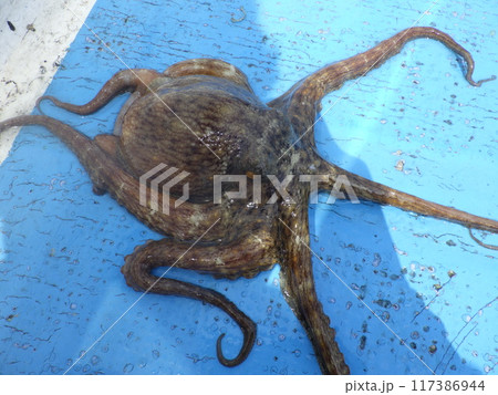 鹿島のマダコ釣れたよ 鹿島のマダコ釣れたよ 117386944