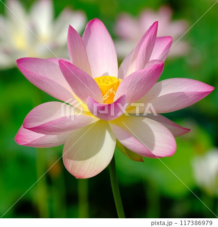 奈良藤原京跡の蓮の花 117386979