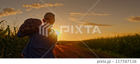 Farmer carrying a sack of potatoes on his shoulder walks down a dirt road at sunset, surrounded by cornfields. 117387116