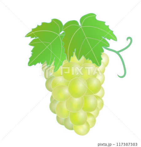 マスカットのイラスト 117387383