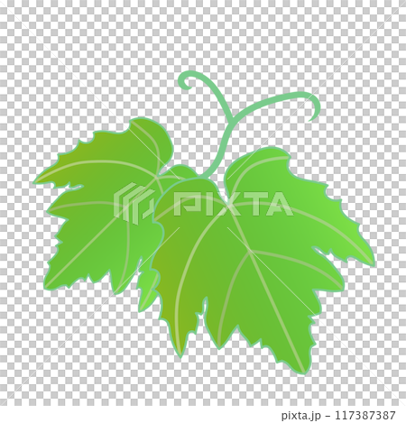 Grape leaf illustration 117387387
