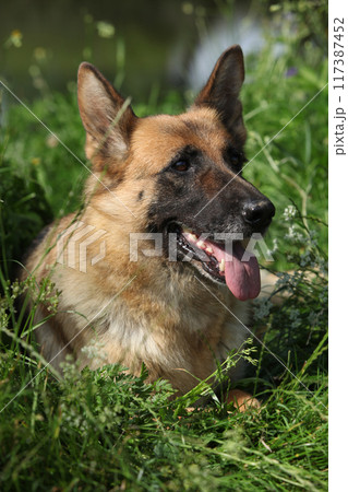 Amazing german shepherd in the grass 117387452