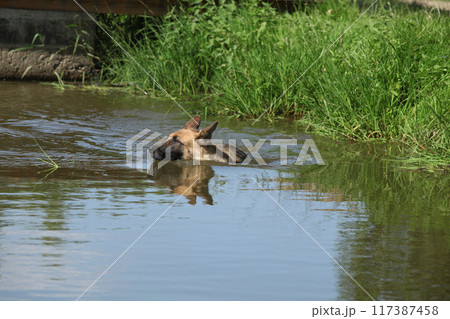 Amazing german shepherd in the water Amazing german shepherd in the water 117387458