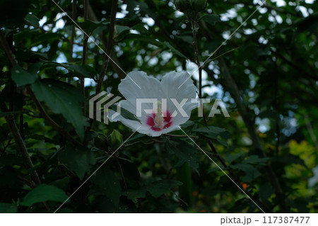 白いムクゲの花 117387477