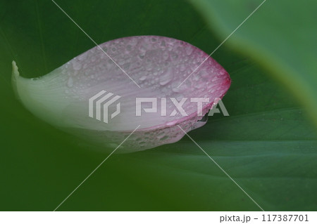 雨の日の蓮池の花びら 雨の日の蓮池の花びら 117387701