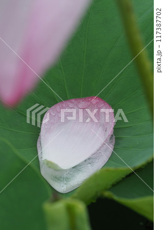 雨の日の蓮の花びらと水滴 雨の日の蓮の花びらと水滴 117387702
