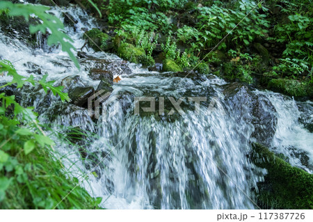 【たんばら　強清水の滝】 117387726