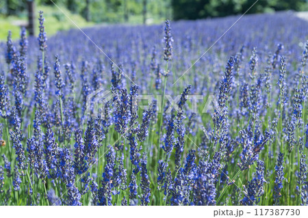 【ラベンダー畑　グロッソ】 117387730