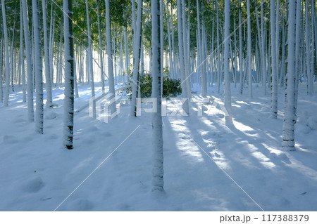 京都乙訓の降雪直後の竹林 117388379