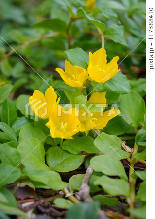 群生する小判小茄子 群生する小判小茄子 117388410