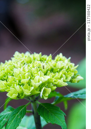 まだ色付いていない紫陽花と一匹の虫 まだ色付いていない紫陽花と一匹の虫 117388422