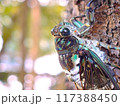 セミのクローズアップ 117388450