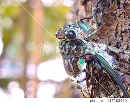 セミのクローズアップ 117388450