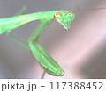 カマキリのクローズアップ 117388452