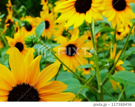 満開のヒマワリ畑 117388456