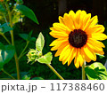 一輪のヒマワリ 117388460