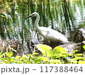 水辺でくつろぐシラサギ 117388464