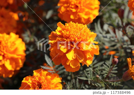 オレンジ色のマリーゴールドの花　花壇　《埼玉》 117388496