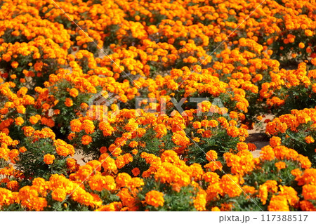 オレンジ色のマリーゴールドの花　花壇　《埼玉》 117388517