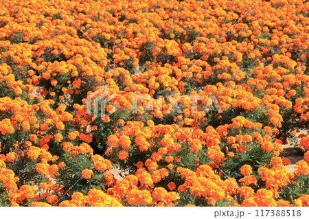 オレンジ色のマリーゴールドの花　花壇　《埼玉》 117388518