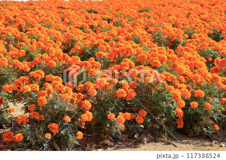 オレンジ色のマリーゴールドの花　花壇　《埼玉》 117388524