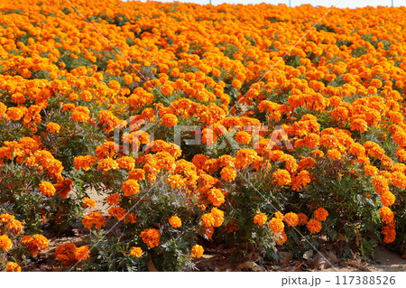 オレンジ色のマリーゴールドの花　花壇　《埼玉》 117388526