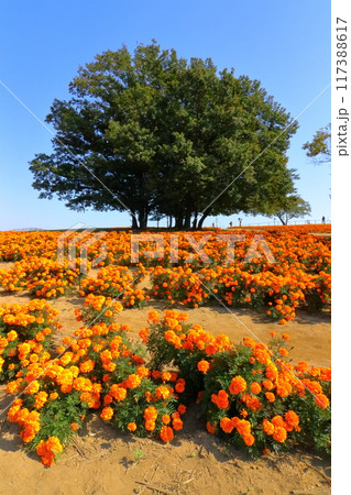 マリーゴールドの丘公園　《埼玉》 117388617