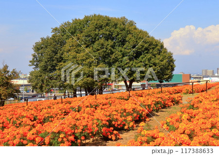 マリーゴールドの丘公園　《埼玉》 117388633