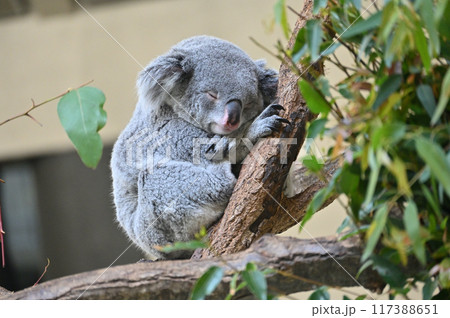 コアラ　多摩動物公園 117388651