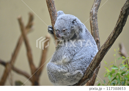 コアラ　多摩動物公園 117388653