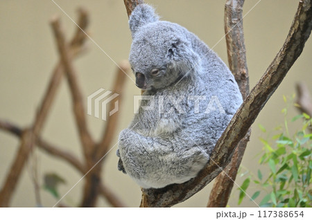 コアラ　多摩動物公園 117388654
