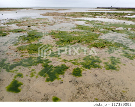 伊古桟橋 117389092