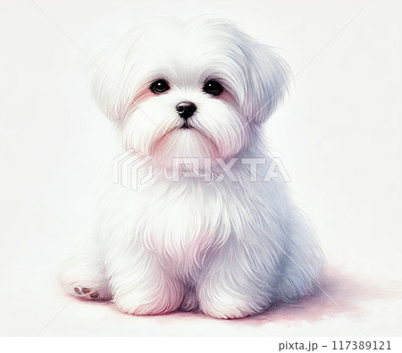 マルチーズ 117389121