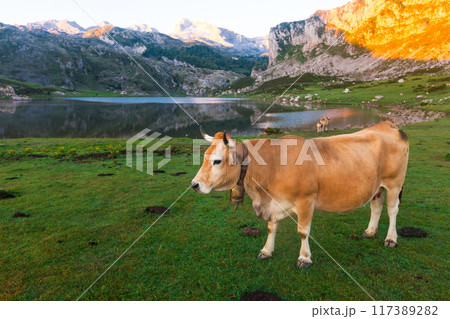 Cow of the Asturian mountain breed sits on a lawn in a national park at sunset Cow of the Asturian mountain breed sits on a lawn in a national park at sunset 117389282