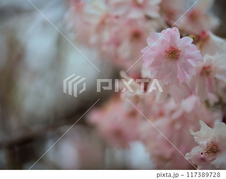 4月に咲いたピンク色でかわいいヤエベニシダレの花 117389728